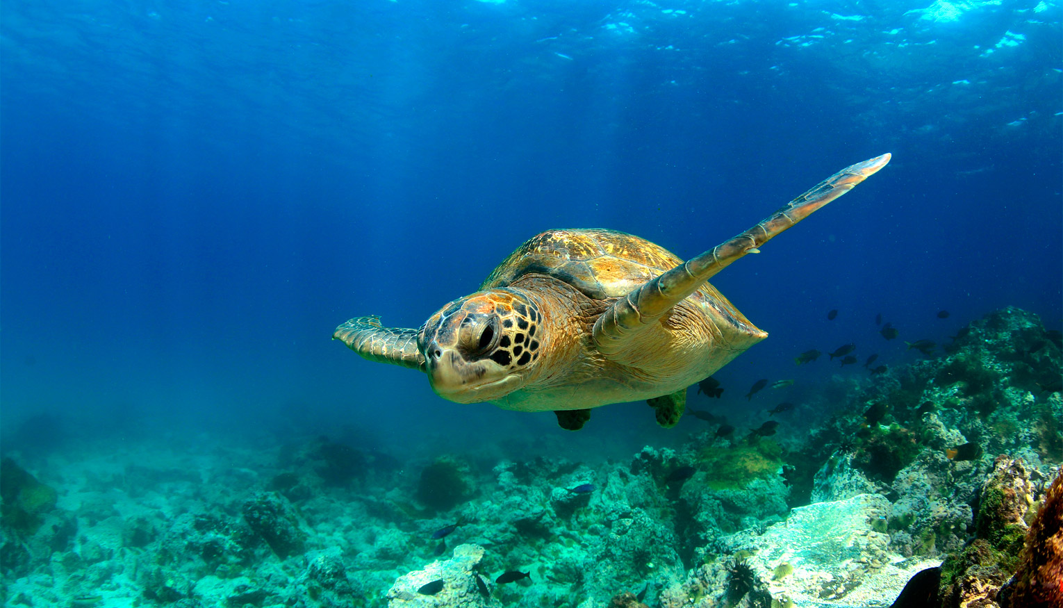 Galapagos Vacations Slides